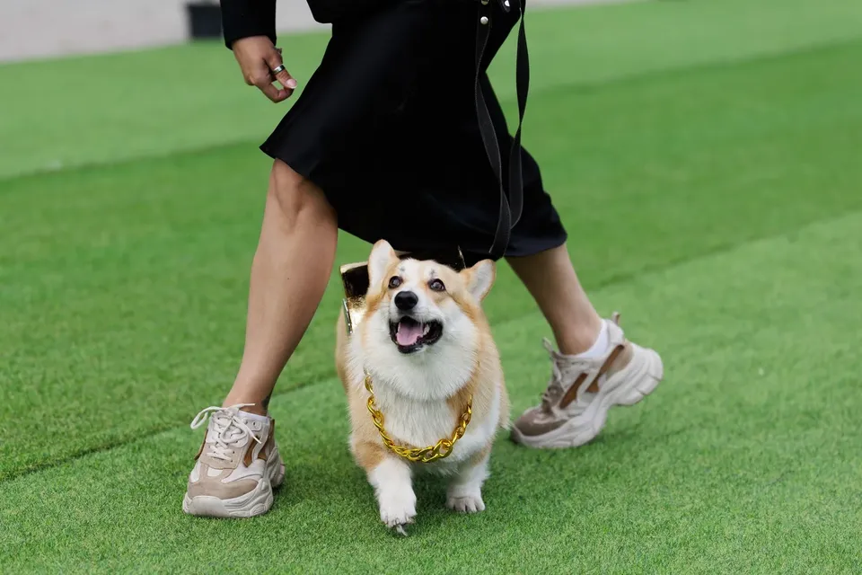 Corgi Race Vilnius