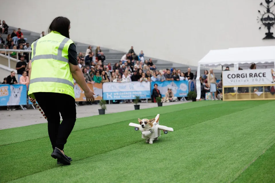 Corgi Race Vilnius