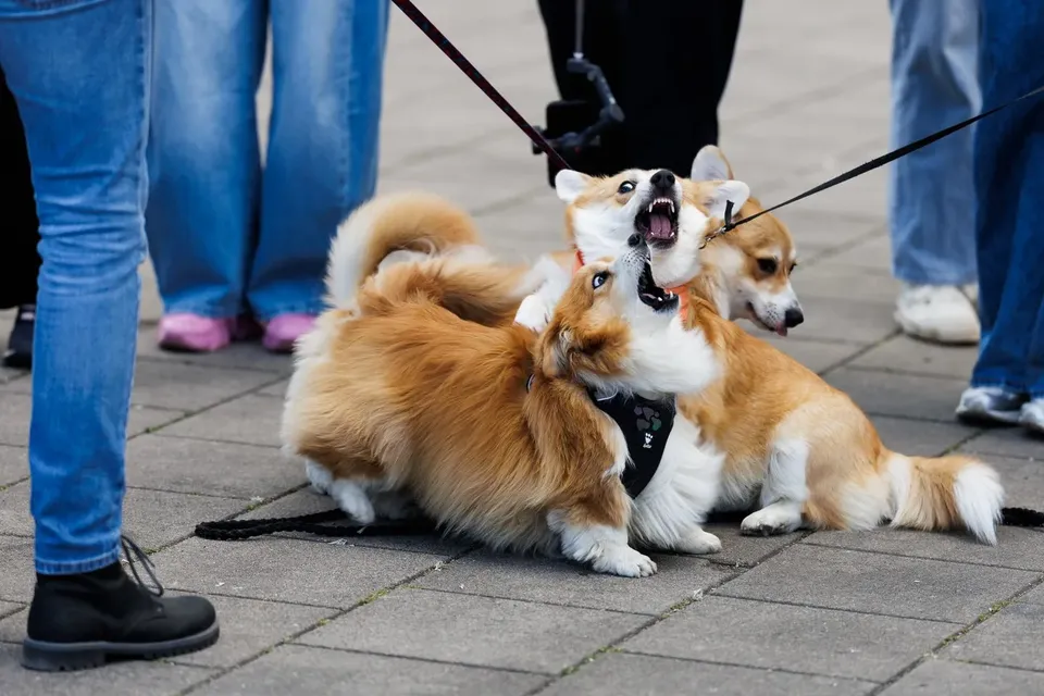 Corgi Race Vilnius