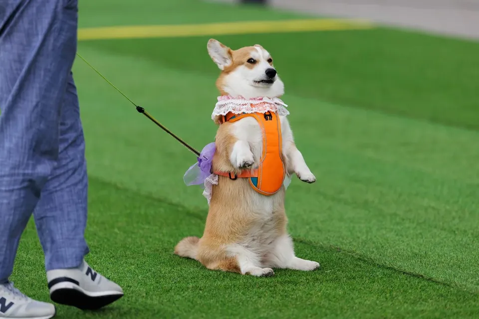 Corgi Race Vilnius