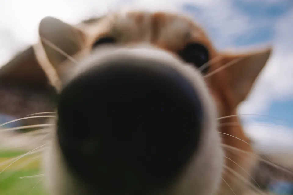 Corgi Race Vilnius