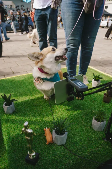 Corgi Race Vilnius