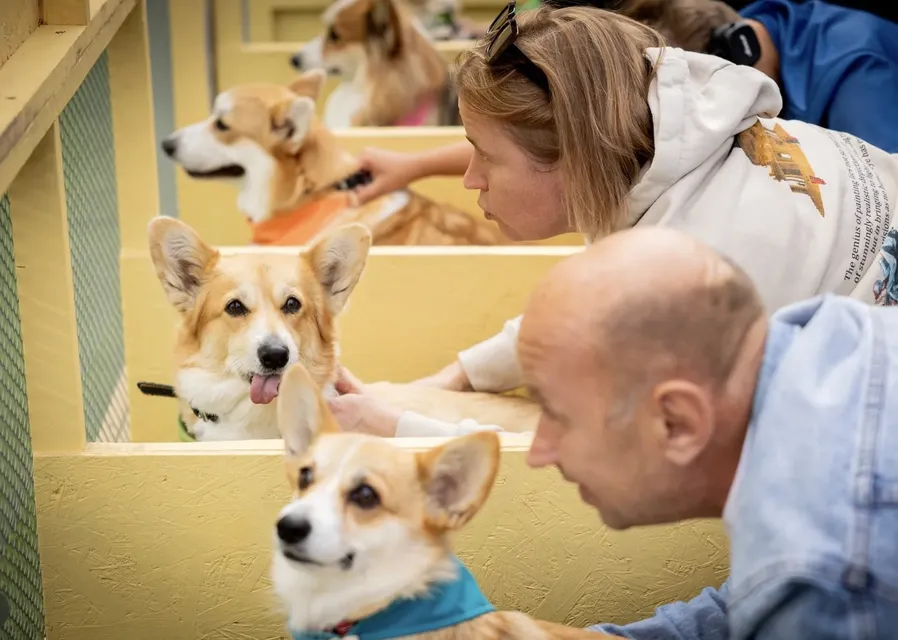 Corgi Race Vilnius