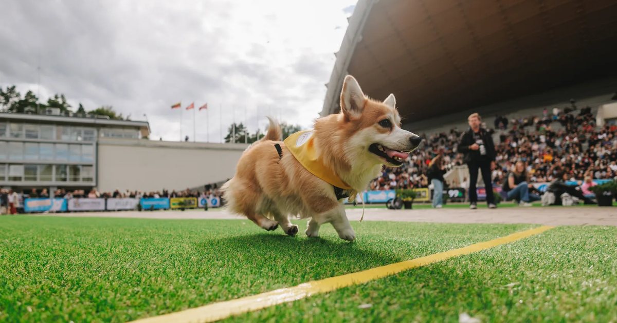 A corgi sprinting on the track in front of a full stand at Vingis Park