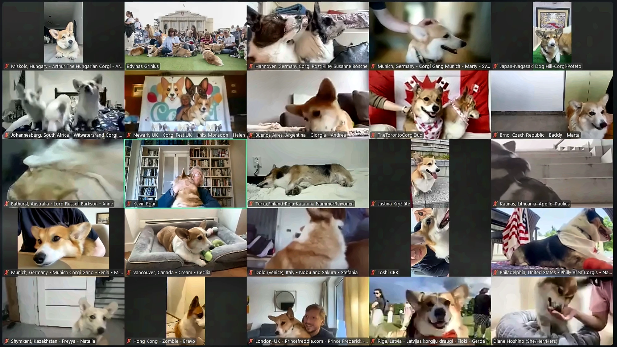 Corgi communities from around the world on the World Corgi Zoom-ies call